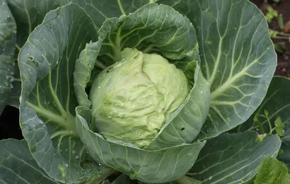 Brotauflauf mit Weißkohl
