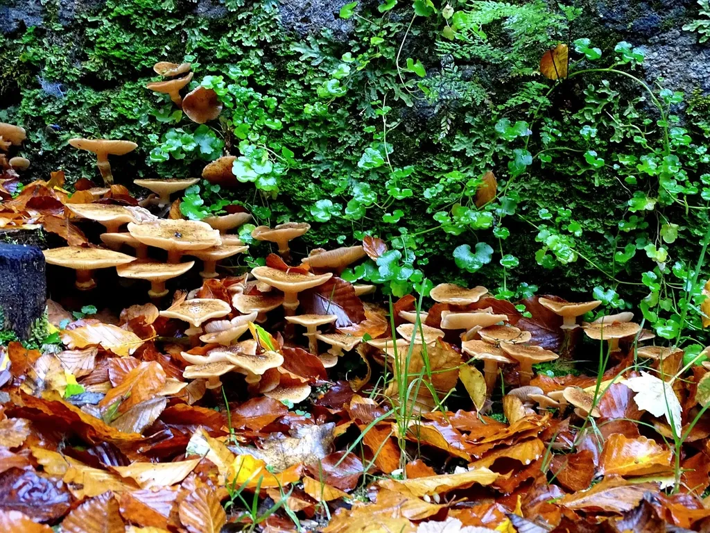Champignon Lauch Aufstrich mit Grissini in Schüssel 