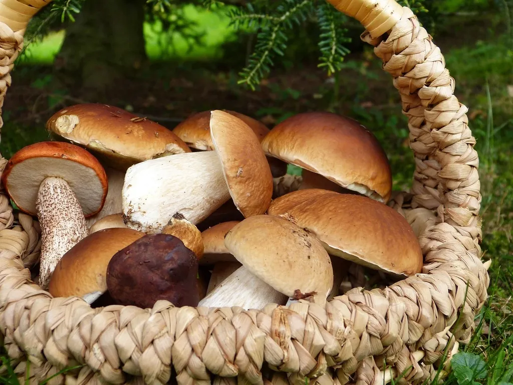 Rote Beete Suppe in Schüssel