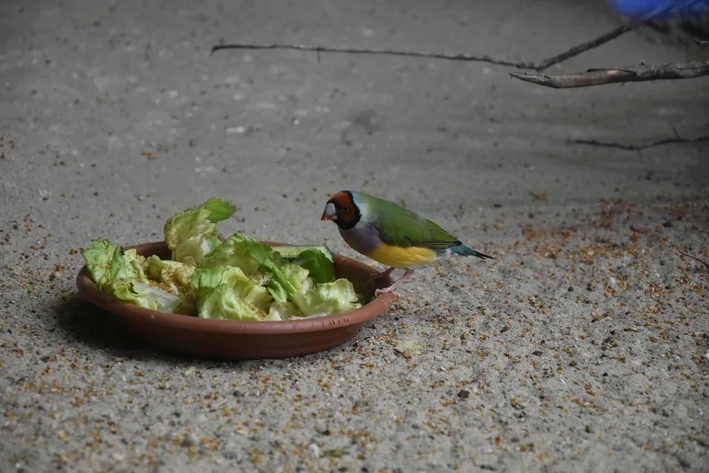 Dinkelsalat mit Kapuzinerkressen-Blüte 