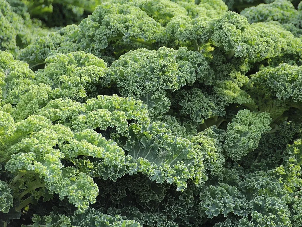Günkohl Eintopf mit Kartoffeln und Erbsen