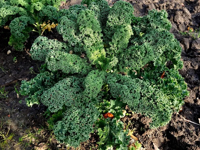 Grünkohl-Kartoffel-Eintopf mit Erbsen