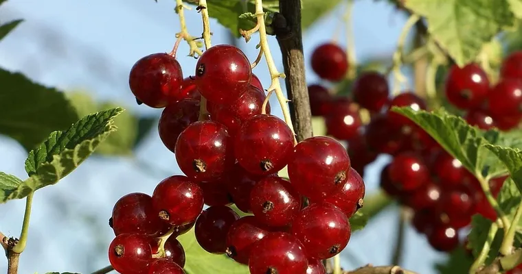 Ernährungsumstellung – 7 einfache Tipps für eine gesunde Ernährung