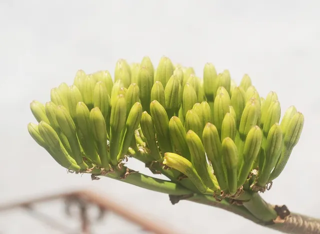 Nachhaltige Ernährung durch Nüsse