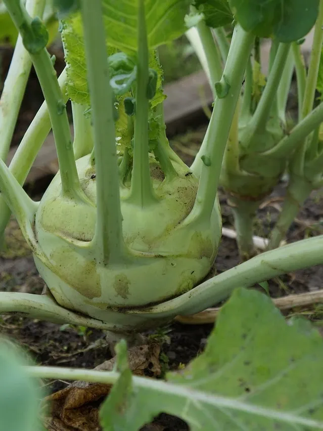 Kohlrabi Carpaccio angerichtet mit Kohlrabi im Hintegrund