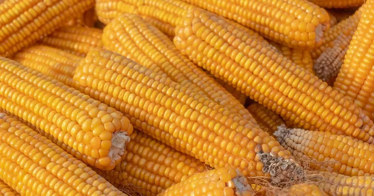 Vegane Basics – Basiszutaten in der pflanzlichen Küche